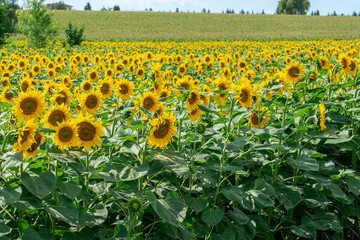 Scenic sunflower field in Hungary