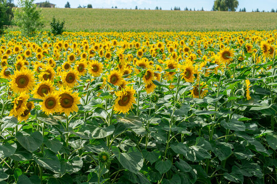 Scenic Sunflower Field In Hungary