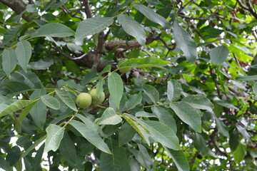 
Green walnuts on a tree, fruits on branches. Healthy food from the tree. Food rich in healthy fats.