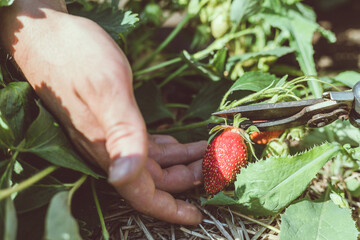 Close-up of a man's hand cutting strawberries with a pruner from a bush on a farm. A farmer...