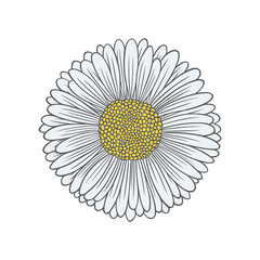 Textured color daisy flower. Nature vector illustration