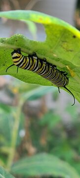 Hungry Caterpillar Eating