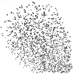 Ein Schwarm Stare fliegt in Formation, transparente PNG Datei