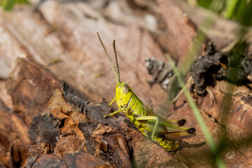 Bright green grasshopper on wood