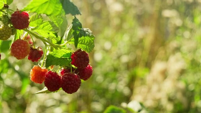 Ripe sweet red raspberries on branch with copy space. Healthy organic berries. Vegan food. Healthy nutrition concept. Close-up in 4K, UHD