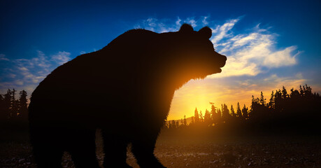 Big bear silhouette on the background of the forest at sunset