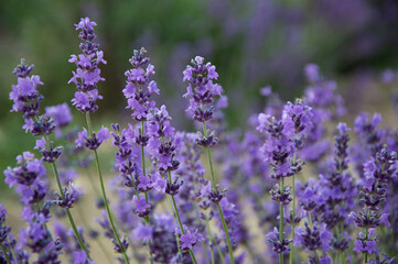 Summer flowering fields with lavender and poppies.