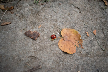 Beautiful bug hiding under the leaf