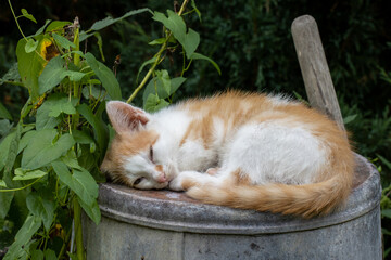 Cute adorable orange white kitten sleeping on steel bucket in agricultural setting