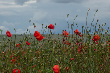 Naklejka premium Summer flowering fields with lavender and poppies.