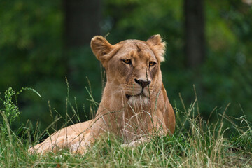 Katanga Lion or Southwest African Lion, panthera leo bleyenberghi. Head Close Up. Natural Habitat. Big lion with dark mane in the green grass in the savanna.Portrait of an african lion in the green.