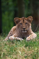 Katanga Lion or Southwest African Lion, panthera leo bleyenberghi. Head Close Up. Natural Habitat. Big lion with dark mane in the green grass in the savanna.Portrait of an african lion in the green.