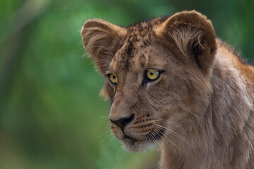 Katanga Lion or Southwest African Lion, panthera leo bleyenberghi. Head Close Up. Natural Habitat. Big lion with dark mane in the green grass in the savanna.Portrait of an african lion in the green.