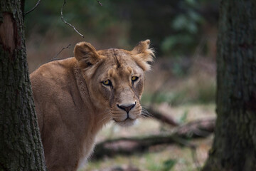 Katanga Lion or Southwest African Lion, panthera leo bleyenberghi. Head Close Up. Natural Habitat. Big lion with dark mane in the green grass in the savanna.Portrait of an african lion in the green.