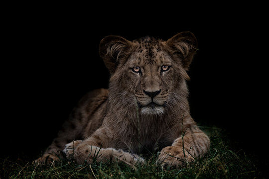 Katanga Lion or Southwest African Lion, panthera leo bleyenberghi. Head Close Up. Natural Habitat. Big lion with dark mane in the green grass in the savanna.Portrait of an african lion in the green.