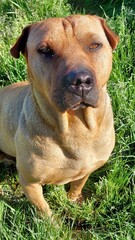 Perro mascota en el jardin tomando sol
