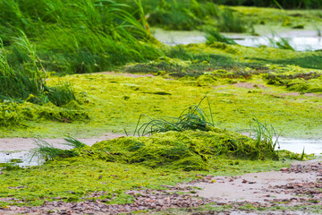Green algae after a storm on the shores of the Baltic Sea. Green seaweed on sand seashore and reeds