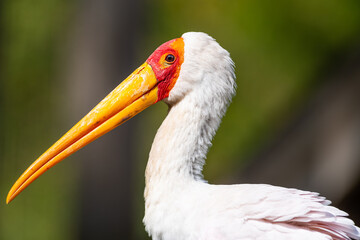 yellow billed stork portrait close up