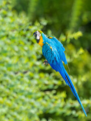 blue and yellow macaw ara