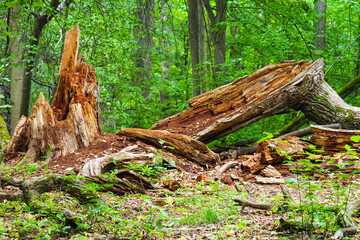 Old stump of a large fallen oak tree with large roots in a green forest