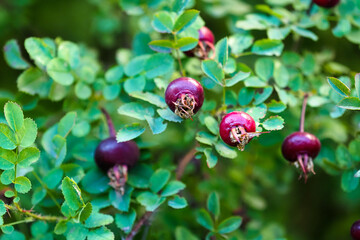 Obraz na płótnie Canvas Ripe purple rosehip on green branches in autumn. Ruby Rosa canina, dog rose or sweetbrier