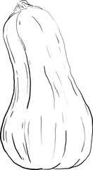 drawn by hand, the picture is a pumpkin from a simple outline 4