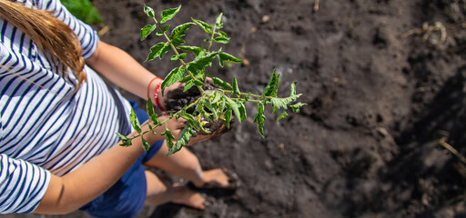 The child is planting a plant in the garden. Selective focus.