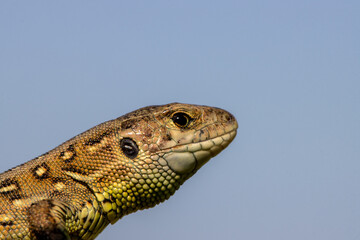 Small lizard close up with blue sky background