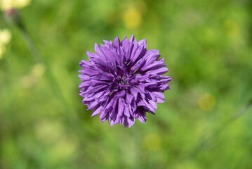 Aster