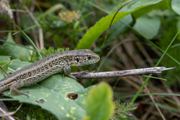 Small lizard close up hidden between grassland plants