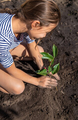 The child is planting a plant in the garden. Selective focus.