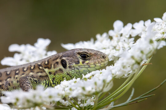 Lizard on white flower in agricultural field close up