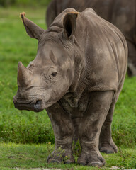 Fototapeta premium rhino in the zoo