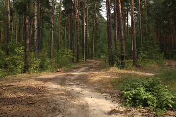 path in the forest