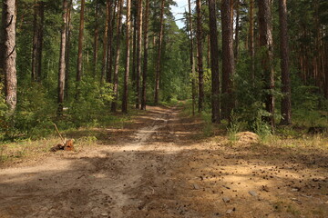 walk in the woods
