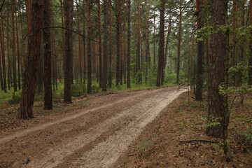 road in the woods