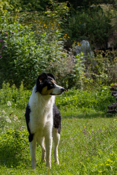 Farm dog standing guard in Subcarpathian agriculture grass land