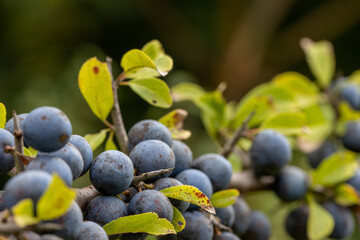 Ripe blue blackthorn berries close up with thorns - obrazy, fototapety, plakaty