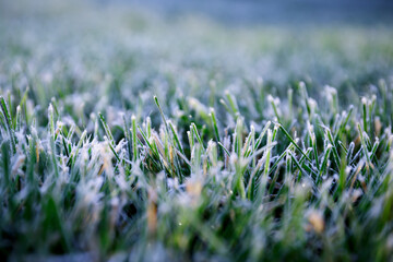 Morning dew froze on a green grass. First frost. Preparing the lawn for wintering. Close-up. Copy space. Banner. Late autumn. Conceptual background of weather forecast. Nature detail. Winter season