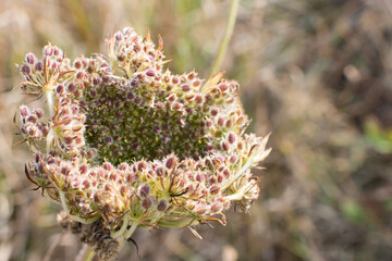 Close up of an umbrella plant and its seeds. Brittany, France