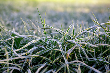 Morning dew froze on a green grass. First frost. Preparing the lawn for wintering. Close-up. Copy space. Banner. Late autumn. Conceptual background of weather forecast. Nature detail. Winter season