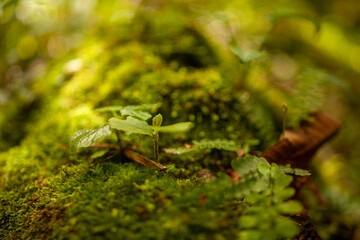 Waterfall in the Atlantic Forest, one of the most biodiverse biomes in the world, which has been reduced to 12% of its original extent in Brazil.