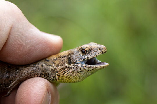 Researcher holding lizard with open mouth
