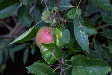 Fresh ripe apple between green leaves