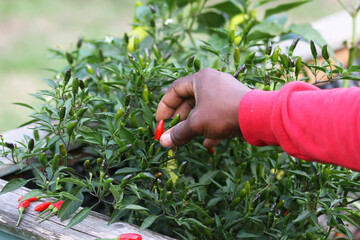 Rote, scharfe pfeffer pflanzen gew&uuml;rze ernten