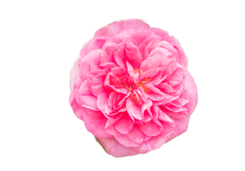 pink rose from above png