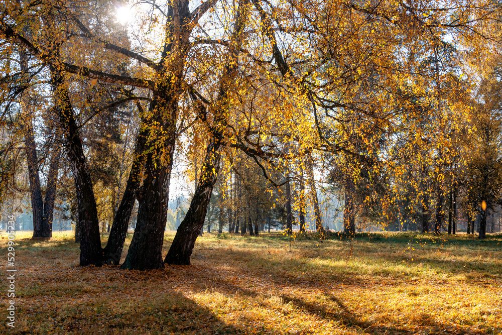 Poster Sunny morning in an autumn park