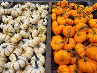 Bins of White Mini Pumpkins wth Gold and Green Strips, and Orange Speckled Pumpkins