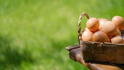 chicken eggs in wooden basket outdoors on green blurred background