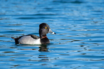 Ring-necked Duck (Aythya collaris)